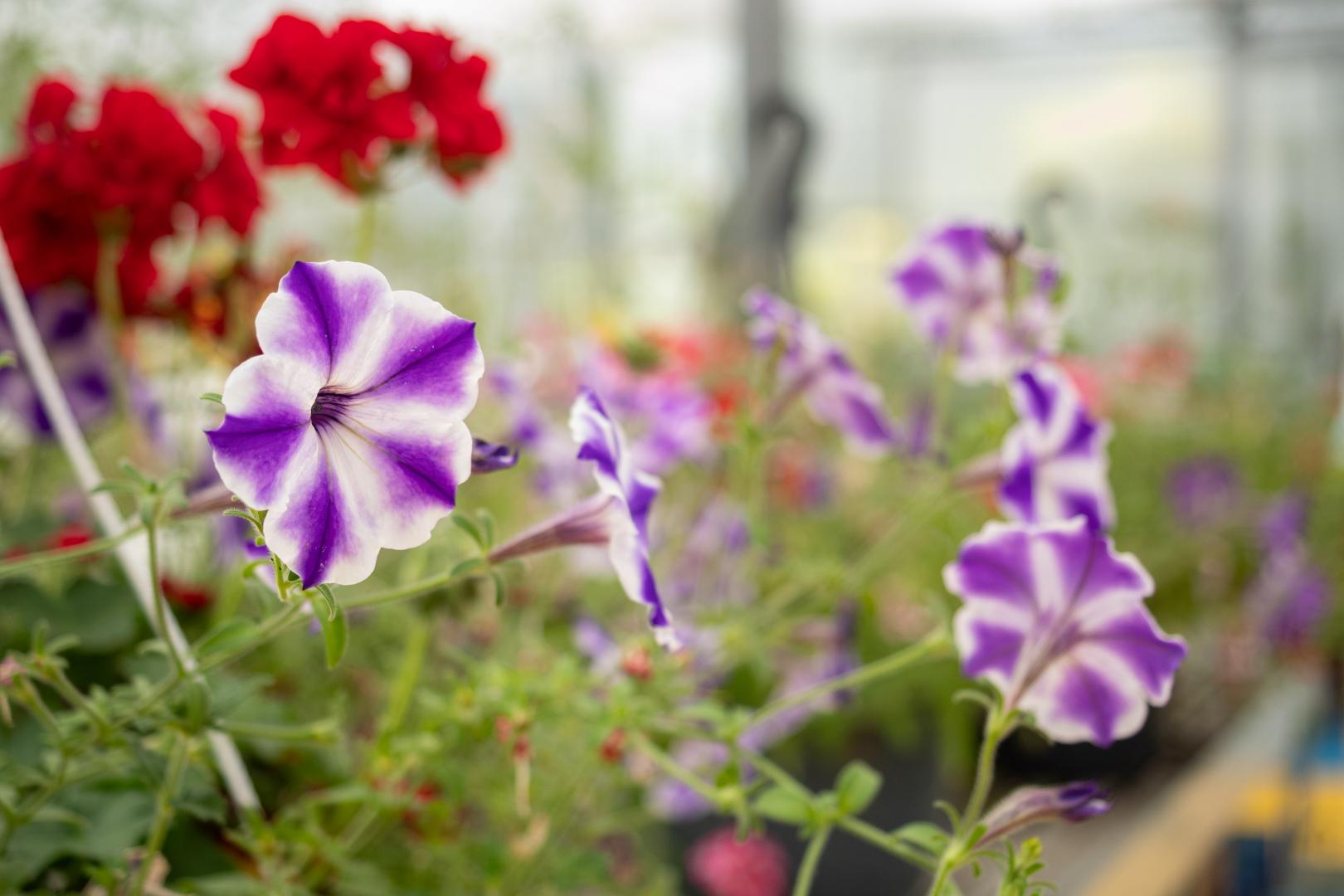 Produit du jardin Ajaccio