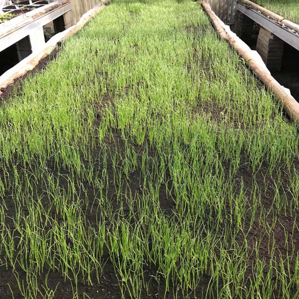 Outillage de jardin Ajaccio