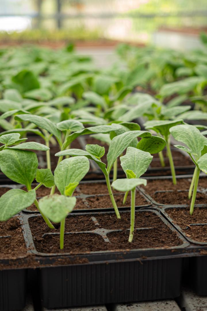 Agriculture en conversion bio Ajaccio