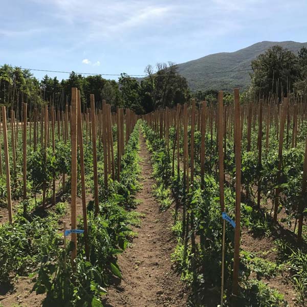 Pépinière Ajaccio Agriculture en conversion bio, Alata