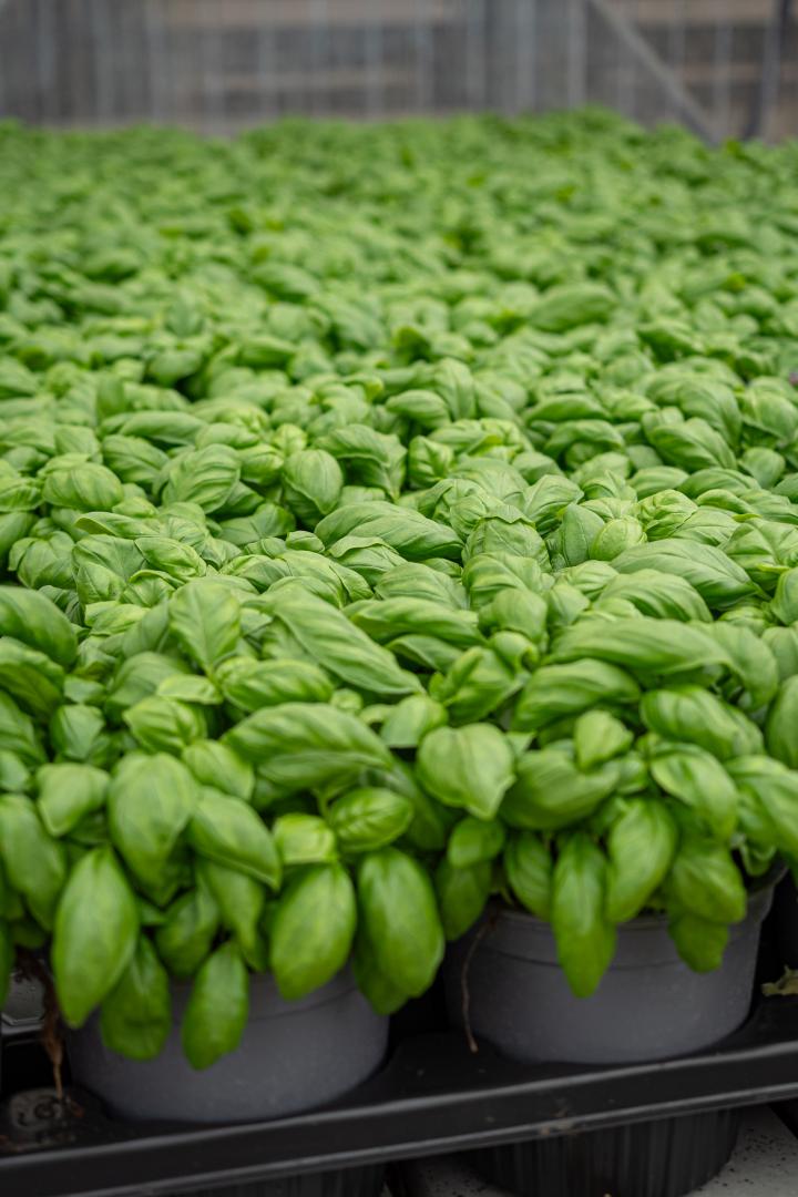 Produit du jardin Ajaccio Produit du jardin Ajaccio
