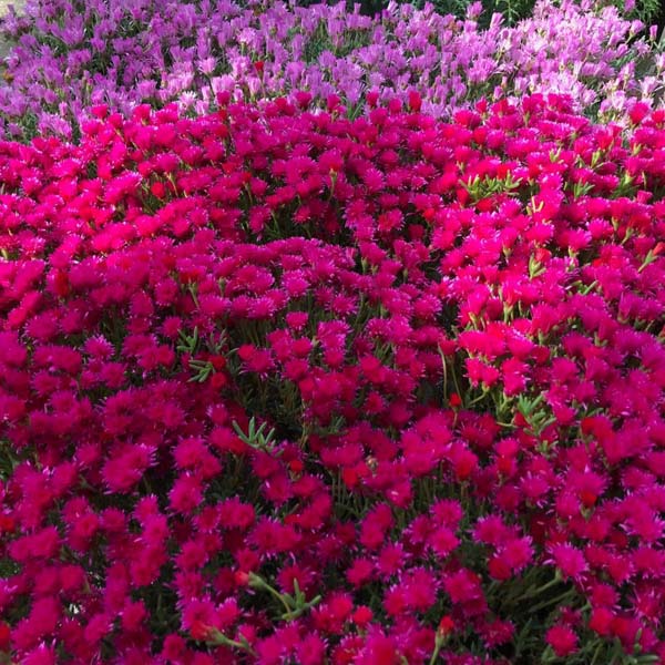 Production de plants maraîchers Ajaccio Quelles sont les meilleures façons de conserver les produits du jardin ? Ajaccio